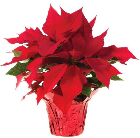 Best Poinsettia deals